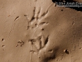 Shrew Tracks