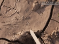 Woodrat Tracks
