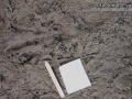 Beaver Tracks