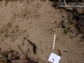 Beaver Track