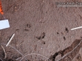 Cottontail Tracks