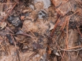 Dog Tracks