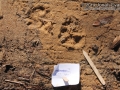 Dog Tracks