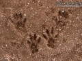 Eastern Gray Squirrel Tracks