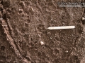 Gray Fox Tracks