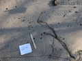 Gray Fox Tracks