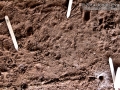 Housecat Tracks
