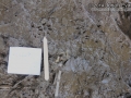Mink Tracks