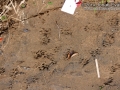 Mink Tracks