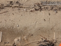 Muskrat Tracks
