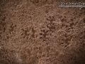 Opossum Tracks