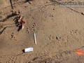 Otter Tracks