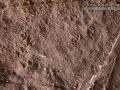 Rat Tracks