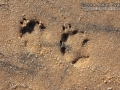 Red Fox Tracks