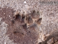 Red Fox Tracks