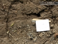 Armadillo Tracks