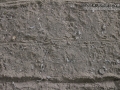 Armadillo Tracks