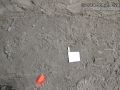 Armadillo Tracks