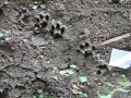 Bobcat Tracks