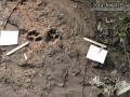 Bobcat Tracks