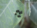 Caterpillar Frass