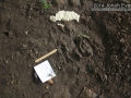 Cottontail Feeding Tracks