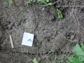 Coyote Tracks