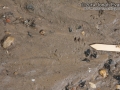 Eastern Fox Squirrel Tracks
