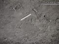 Eastern Fox Squirrel Tracks