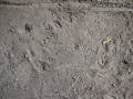 Eastern Fox Squirrel Tracks