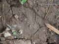 Frog Tracks
