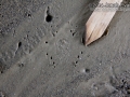 Frog Tracks