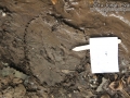 Frog Tracks