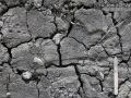 Housecat Tracks