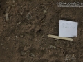 Opossum Tracks