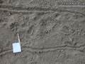 Opossum Tracks