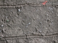 Opossum Tracks