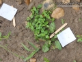 Otter and Raccoon Track