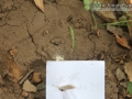 Peromyscus Tracks