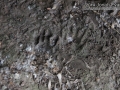 Raccoon Tracks