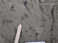 Rat Tracks
