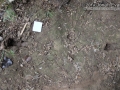 White-tailed Deer Tracks
