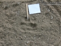 White-tailed Deer Tracks