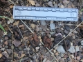 Band-tailed Pigeon Scat?