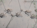 Beaver Tracks