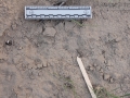 Bobcat Tracks