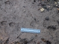 Carmen White-tailed Deer Tracks