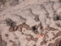 Cow Tracks