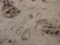 Dog Tracks