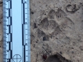 Gray Fox Tracks